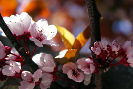 Cherry blossoms on branches with sunlight.
