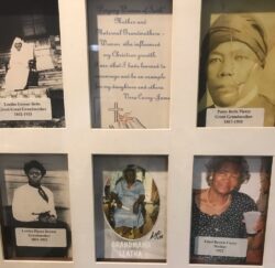 Matriarchs
